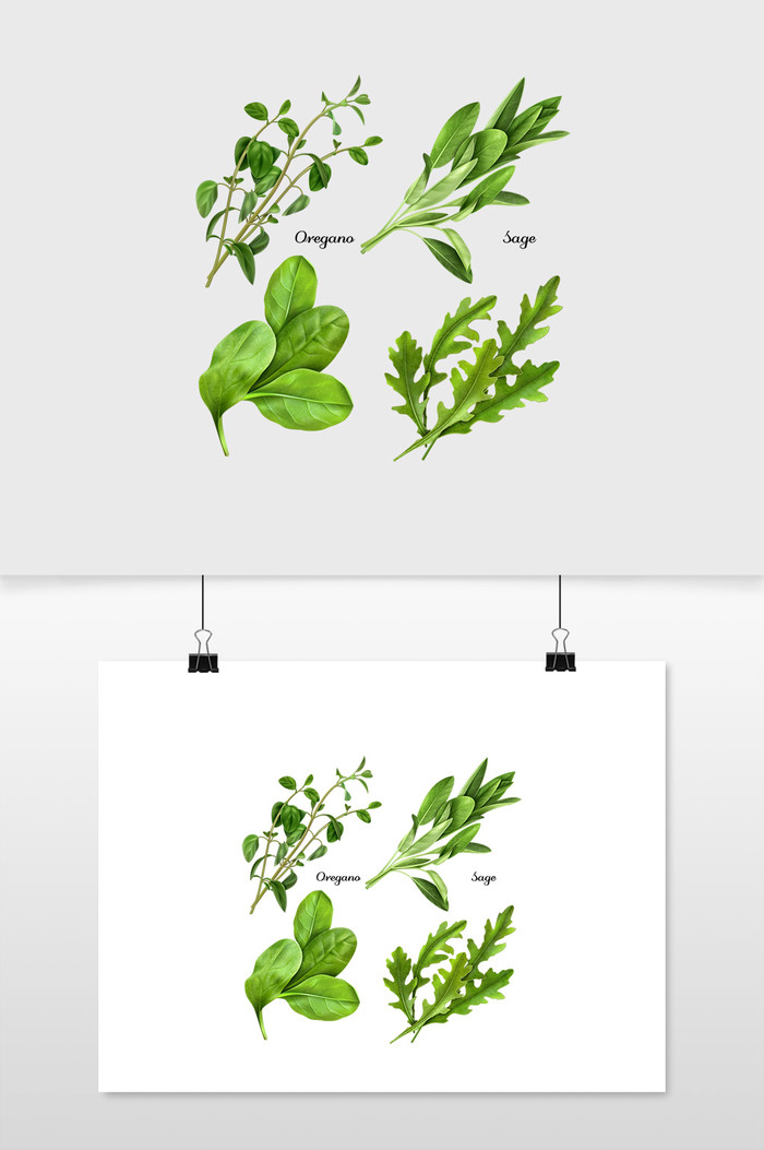 一套真正的草药和香料新鲜草本植物牛至鼠尾草菠菜芝麻菜矢量抠图插图