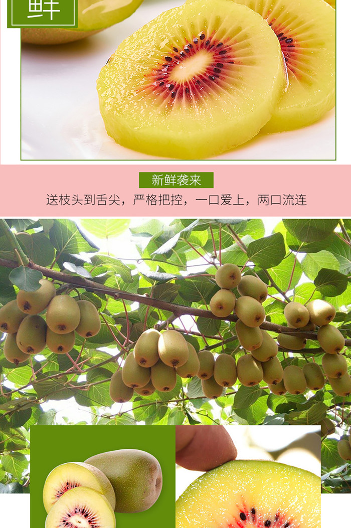 淘宝绿色自然红心猕猴桃新鲜水果生鲜农产品详情页插图3