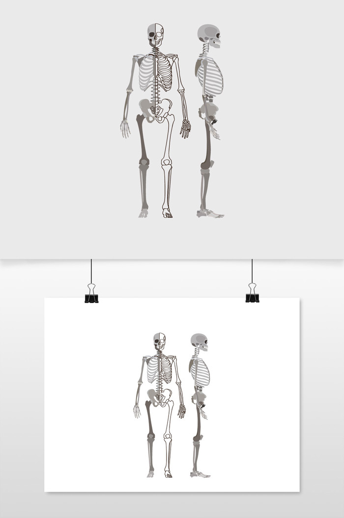 不同位置的人体骨骼矢量插图