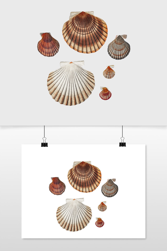 蛤蜊壳壳的品种矢量插图